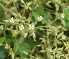 Cerastium siculum