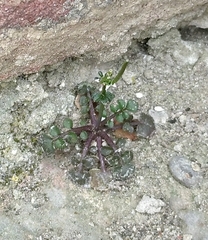 Cardamine hirsuta