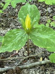 Trillium luteum
