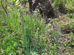 Zaluzianskya microsiphon