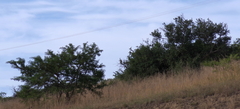 Vachellia karroo