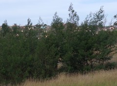 Acacia mearnsii