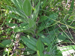 Zaluzianskya microsiphon