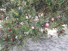 Protea × hybrida