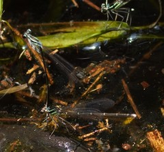 Pseudocopera ciliata