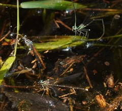 Pseudocopera ciliata