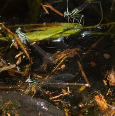 Pseudocopera ciliata