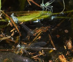 Pseudocopera ciliata