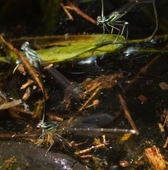 Pseudocopera ciliata