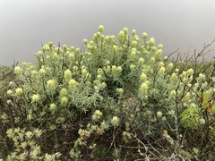 Castilleja grisea