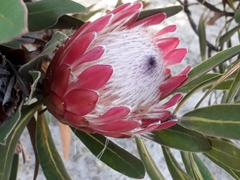 Protea × hybrida