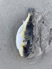 Amblyrhynchote honckenii