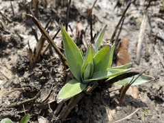 Eryngium yuccifolium