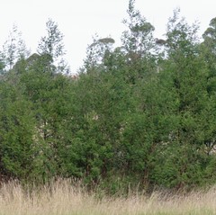Acacia mearnsii