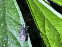 Tapirocoris annulatus