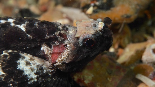 Glyptauchen panduratus