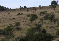 Vachellia karroo