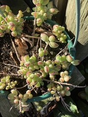 Cotyledon pendens
