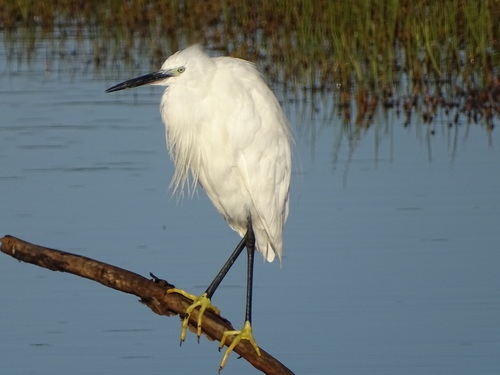 Western Little Egret