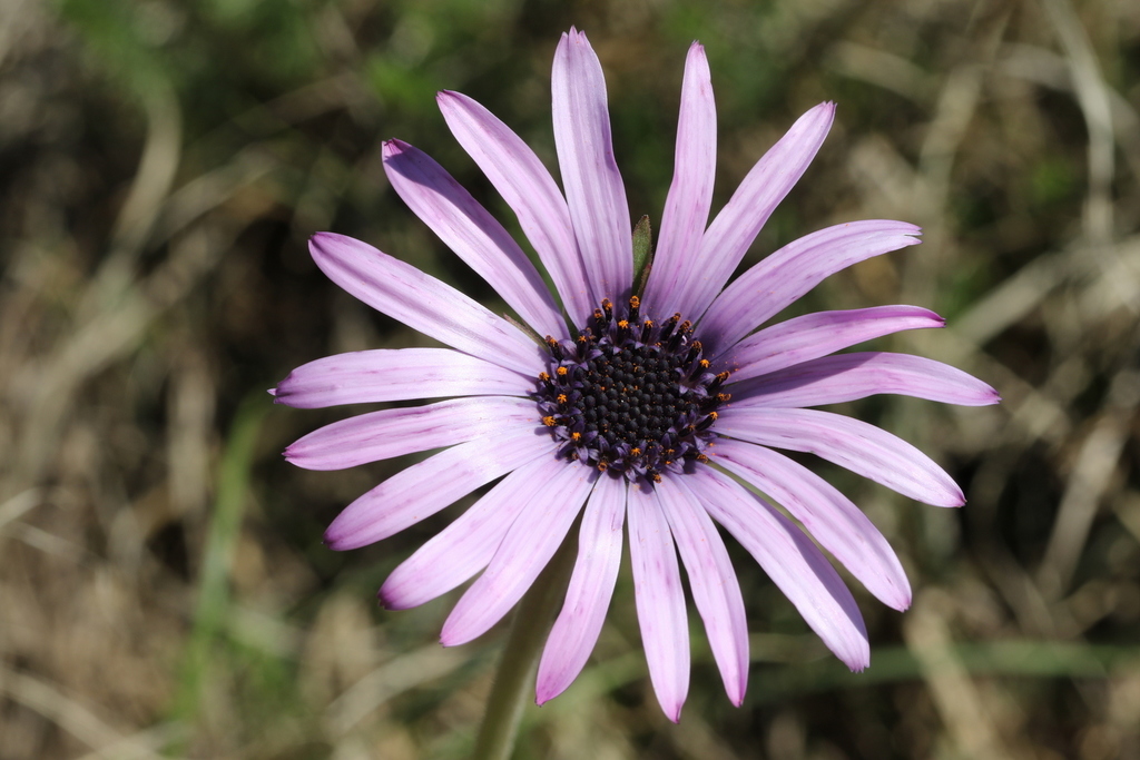 Cape daisy