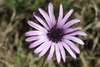 Showy Rain Daisy - Photo (c) fayne, some rights reserved (CC BY-NC), uploaded by fayne