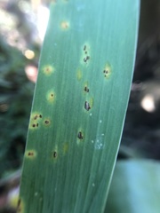 Puccinia iridis