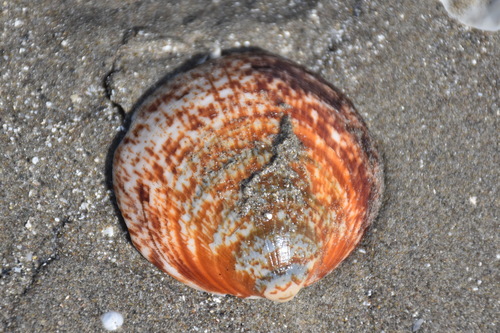 European Bittersweet Clam