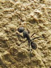 Camponotus niveosetosus