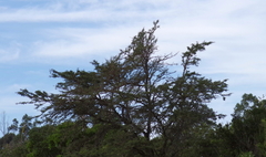 Vachellia karroo