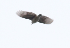 Lullula arborea