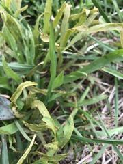 Puccinia sii-falcariae