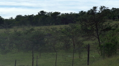 Vachellia karroo