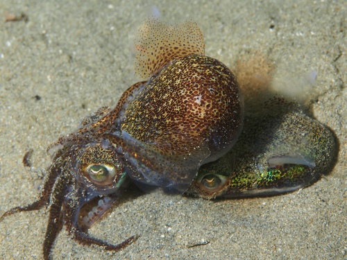 Euprymna tasmanica
