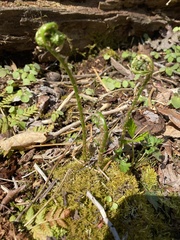 Matteuccia struthiopteris