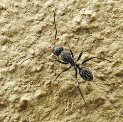 Camponotus niveosetosus