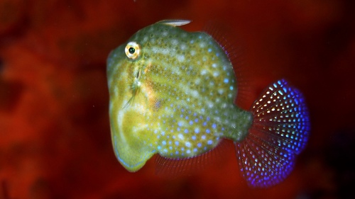 Brachaluteres jacksonianus