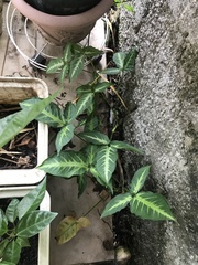 Syngonium erythrophyllum