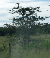 Vachellia karroo
