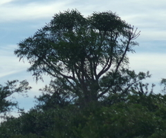Cussonia spicata