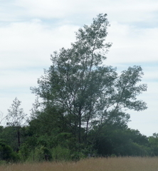 Acacia mearnsii