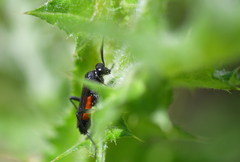 Macrophya annulata