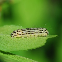 Pryeria sinica