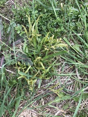 Puccinia sii-falcariae