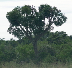 Cussonia spicata