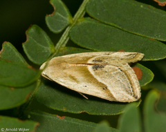 Micrathetis dasarada
