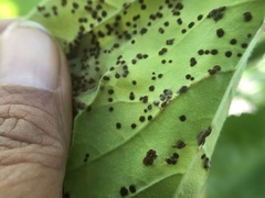 Puccinia malvacearum