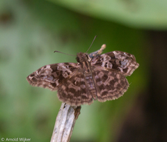 Noctuana