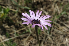 Dimorphotheca spectabilis