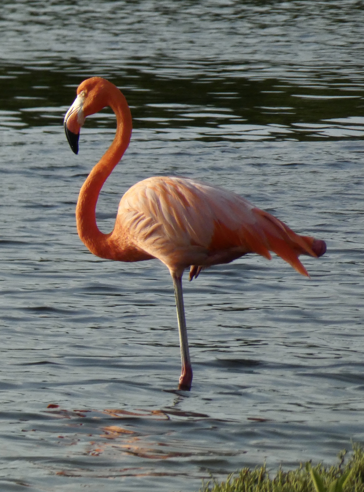 American Flamingo