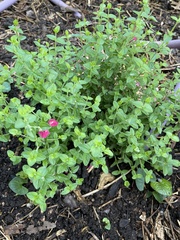 Scutellaria suffrutescens